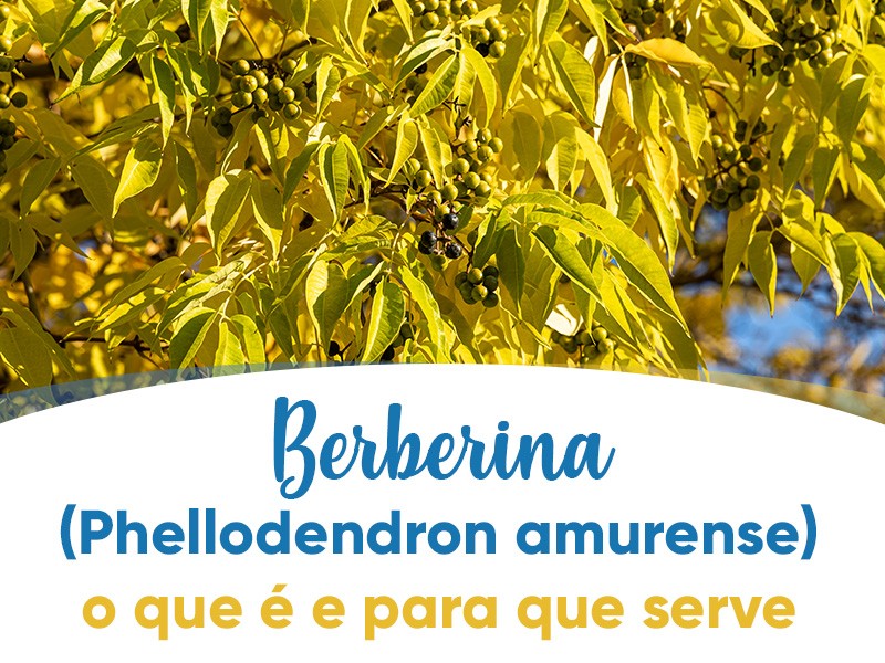 Berberina para que serve? Veja os principais usos e tire suas dúvidas.