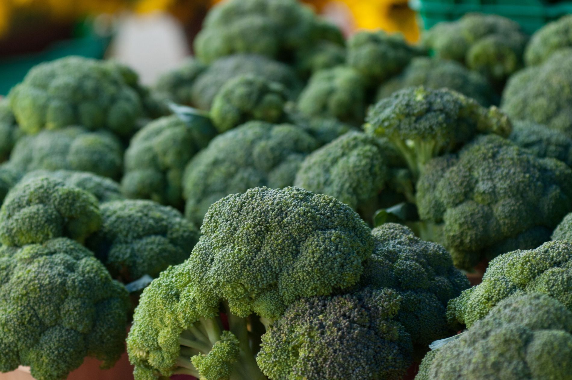 Cauli é bom para a saúde? Especialistas explicam tudo sobre o assunto!