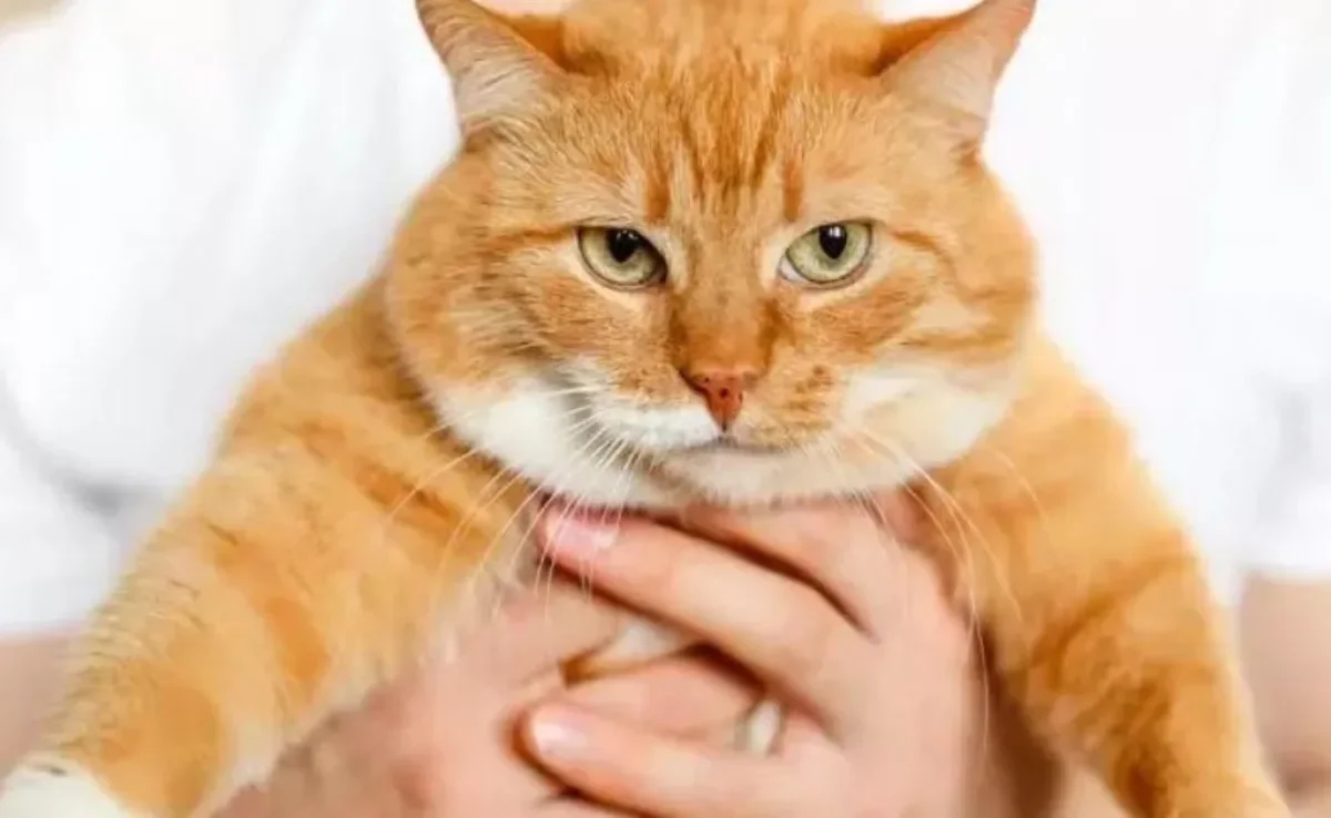 Nomes para gato amarelo? Veja aqui as melhores ideias!