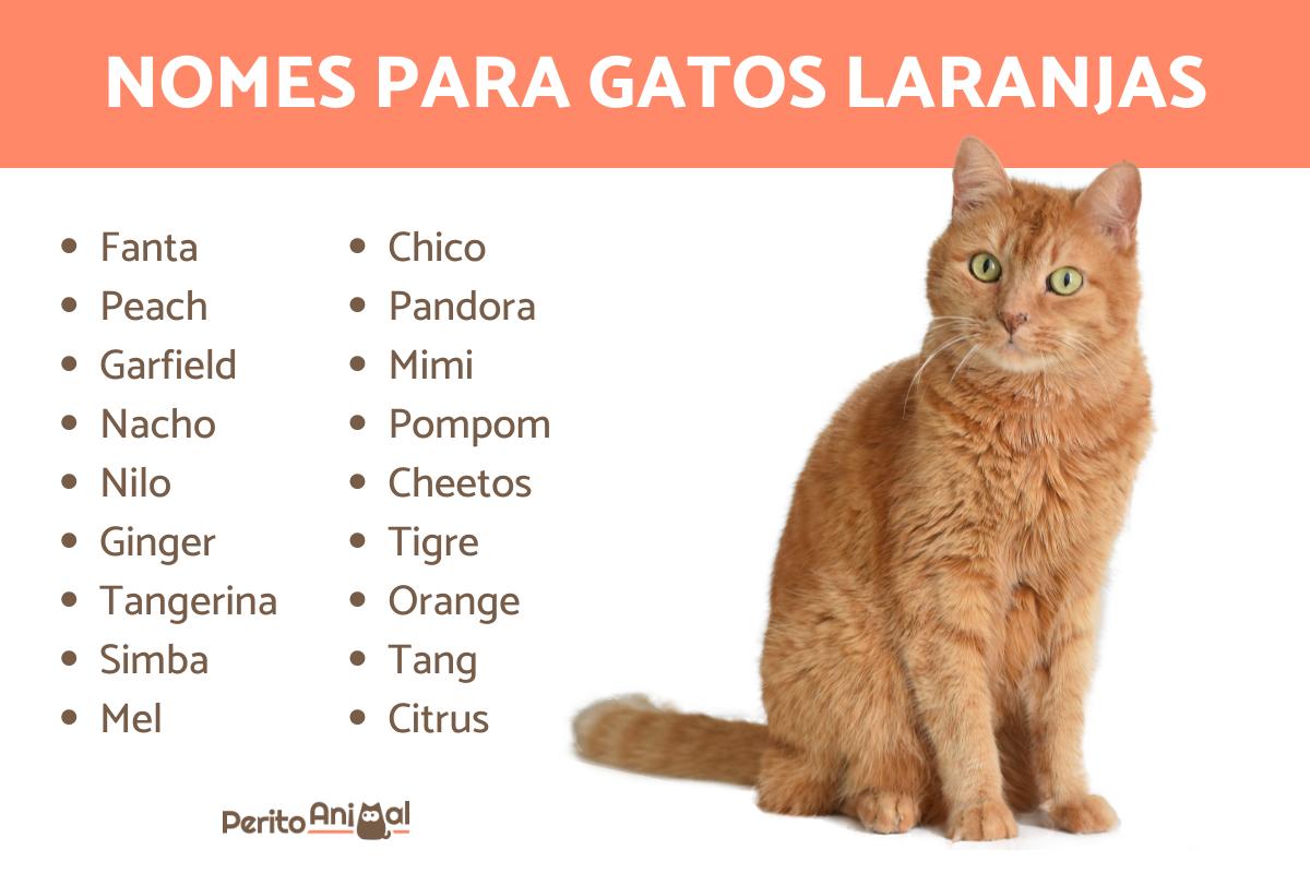 Nomes para gato amarelo? Veja aqui as melhores ideias!