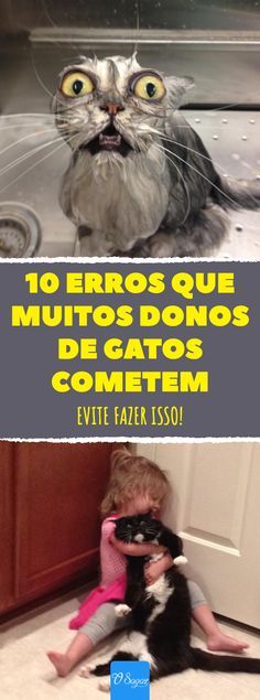 Erros comuns de donos de gatonas? Evite estes 5 problemas!