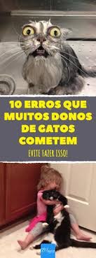 Erros comuns de donos de gatonas? Evite estes 5 problemas!